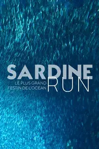 Sardine Run, le plus grand festin de l'océan