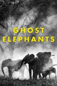 Ghost Elephants