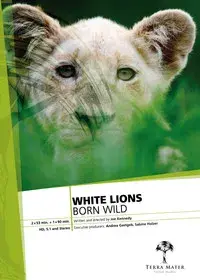 White Lions Born Wild