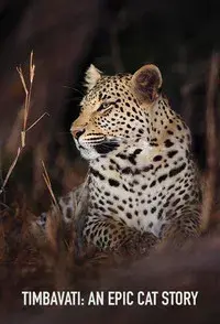 Timbavati: An Epic Cat Story