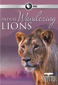 India's Wandering Lions