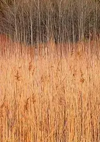 Retour à Walden (Une économie)